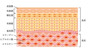 肌の断面図